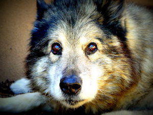 aider les animaux