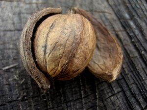 aliments protéinés