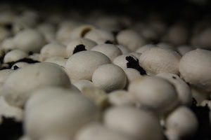 champignons