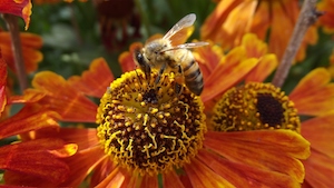 miel vegan abeille
